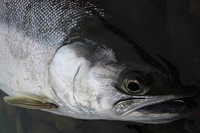 a0096669_20221017.jpg