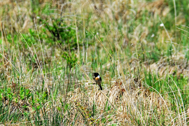 c0036878_21485260.jpg