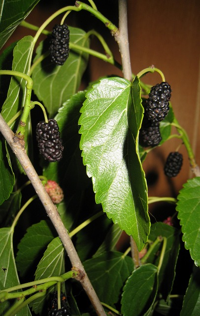 a0034382_0355710.jpg