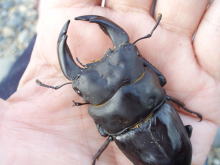 c0150582_736948.jpg