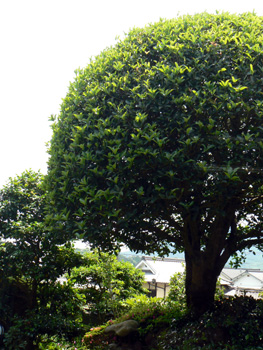 b0014587_2085595.jpg