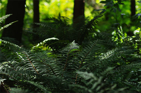 d0001300_21172784.jpg