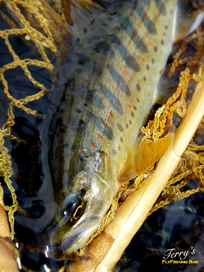 e0009009_2231365.jpg