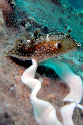 b0044726_1035528.jpg