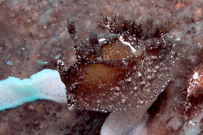 b0044726_10382371.jpg