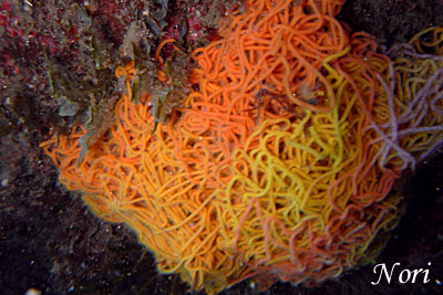 b0044726_10502770.jpg