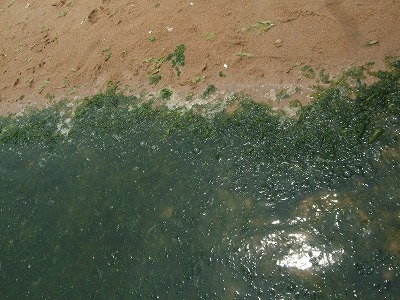 f0139029_2321619.jpg