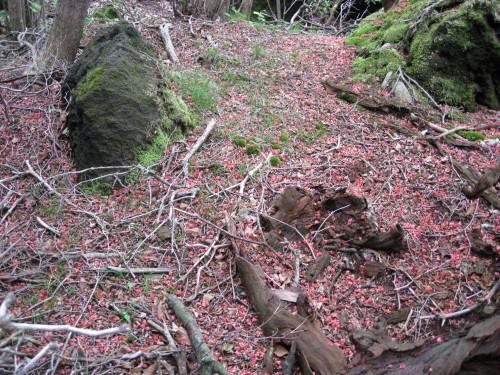 c0179351_2013542.jpg