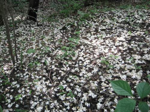c0179351_2031264.jpg