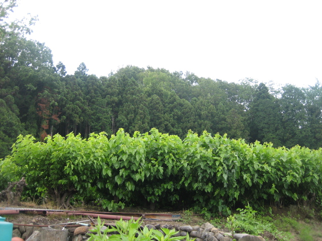 f0181251_16531015.jpg