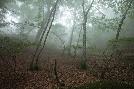e0113053_2303485.jpg