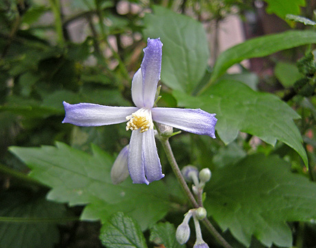 a0001354_21581417.jpg