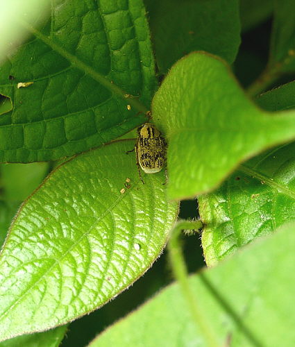 d0091754_111381.jpg