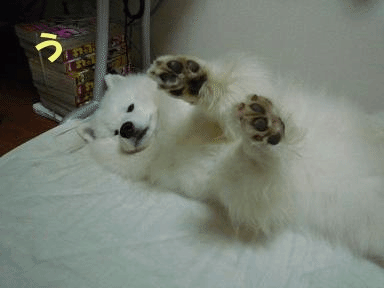 e0176159_15571989.gif