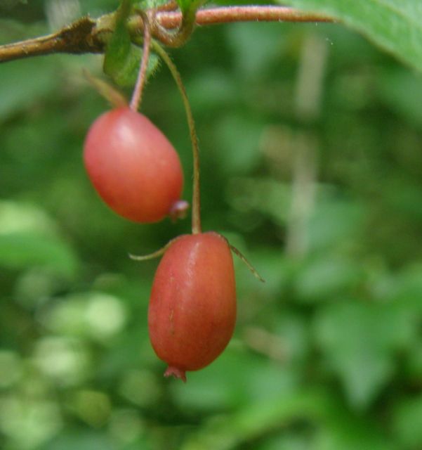 c0042869_815319.jpg