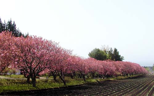 f0092382_3413294.jpg