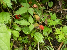 f0047884_1648533.jpg