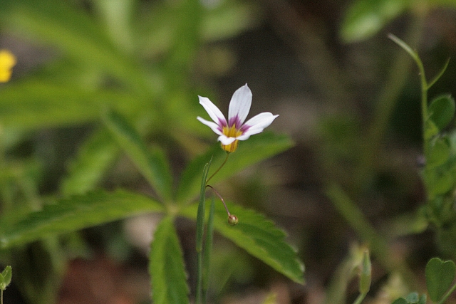 d0133693_2114344.jpg