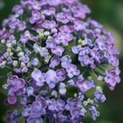 c0129498_14104012.jpg