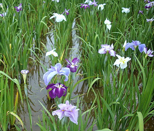 c0138198_17594251.jpg