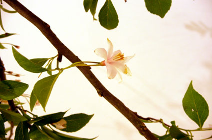 c0145299_245518.jpg