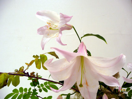 c0145299_272637.jpg