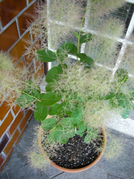 c0145209_21445659.jpg