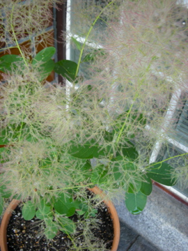 c0145209_21453515.jpg