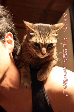 e0156015_11585530.gif