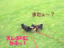 c0185516_19361077.jpg