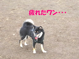 c0185516_1939999.jpg