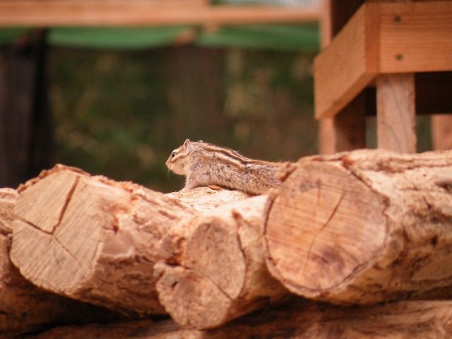 c0127617_1759403.jpg