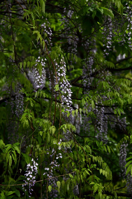 c0189533_7472136.jpg