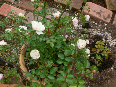 f0061334_20484517.jpg