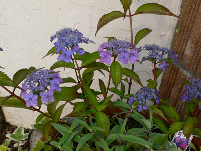f0061334_20591960.jpg