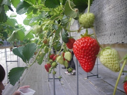 e0042441_033596.jpg