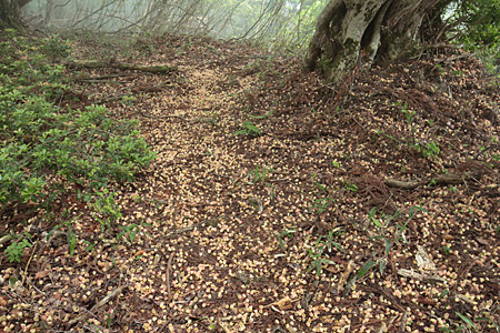 e0113053_2272918.jpg