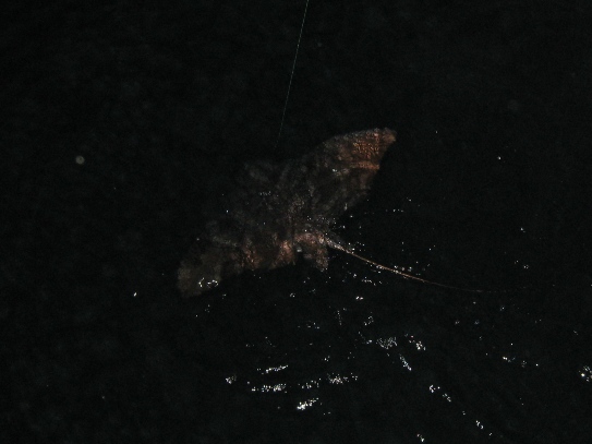 f0185358_22332261.jpg