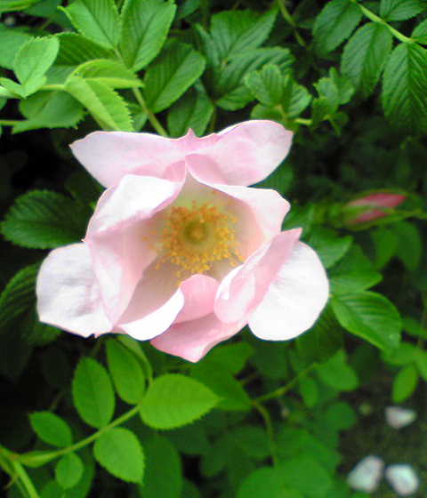 c0148165_22522754.jpg