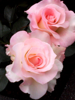 f0140174_833554.jpg