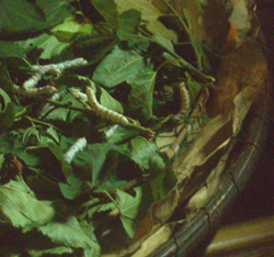 b0099994_12173168.jpg