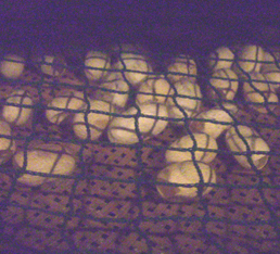 b0099994_12174921.jpg