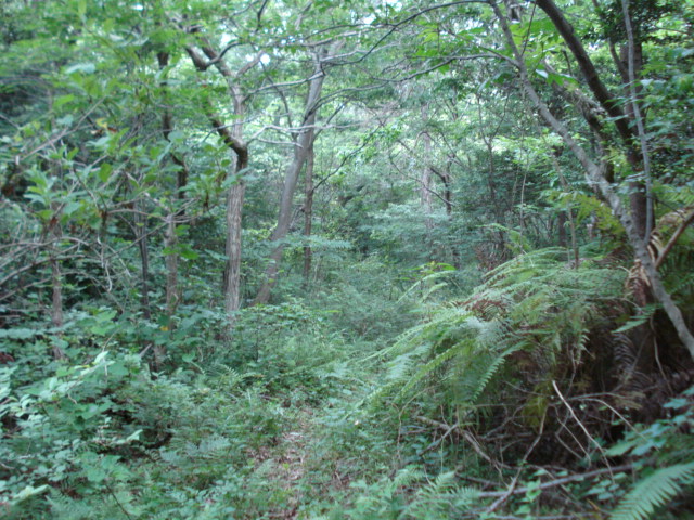 e0015108_1018660.jpg
