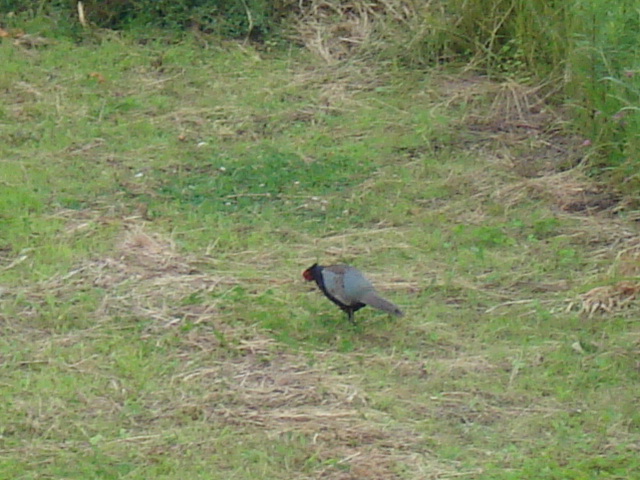e0015108_10404043.jpg