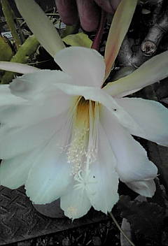 c0145016_044418.jpg