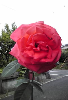 c0145016_04523.jpg