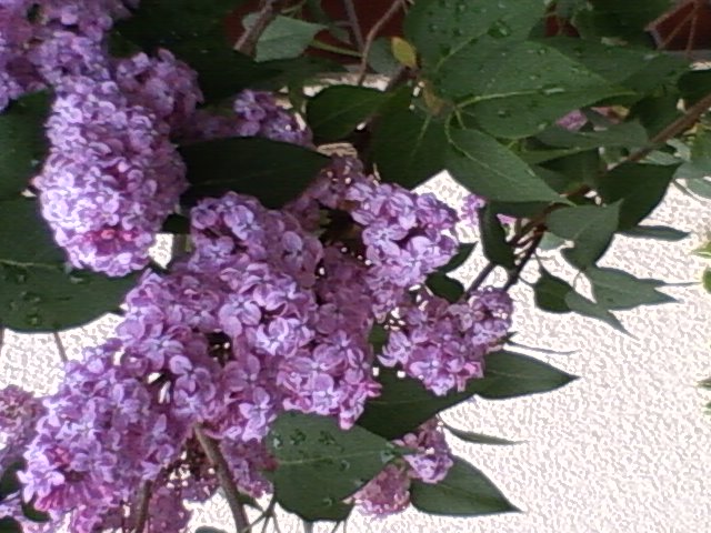 f0126417_2346114.jpg