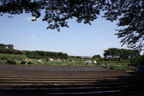 e0162524_1222236.jpg