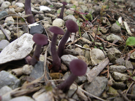e0008833_154233.jpg