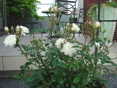 f0205733_027079.jpg